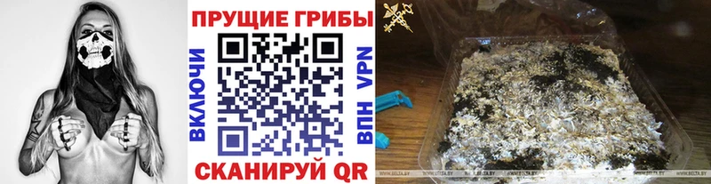 где купить наркоту Череповец Псилоцибиновые грибы Psilocybe